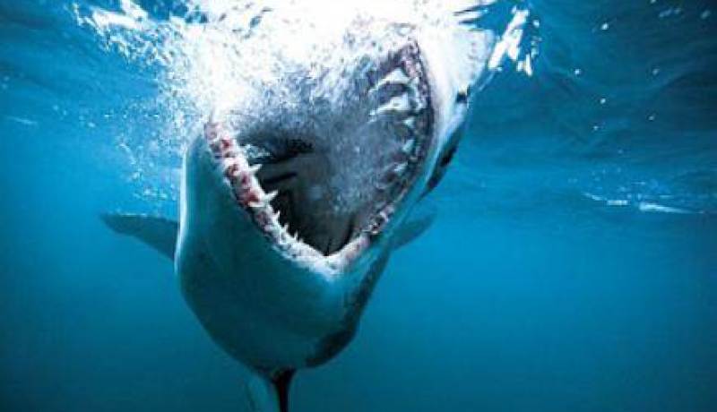 مقتل سائح ألماني في هجوم جديد لأسماك القرش في البحر الأحمر