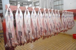 الحكومــــة ترخـــص مـــن جديـــد باستيـــراد اللحوم الهندية وبسعر 450 دينار