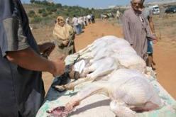 حجز 3 قناطير من الديك الرومي المستورد من الهند موجهة للتسويق في تبسة