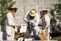 توقع إنخفاض إنتاج العسل هذا الموسم لقلة الامطار