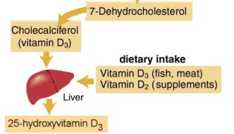 فيتامين “د” يساهم في تحسين الحالة المزاجية في الشتاء