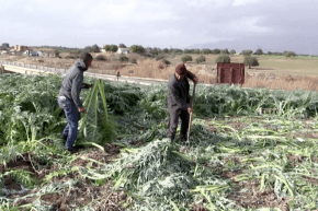 البويرة: تراجع في إنتاج “الخرشف” بمنطقة واد زيان بسبب نقص الدعم