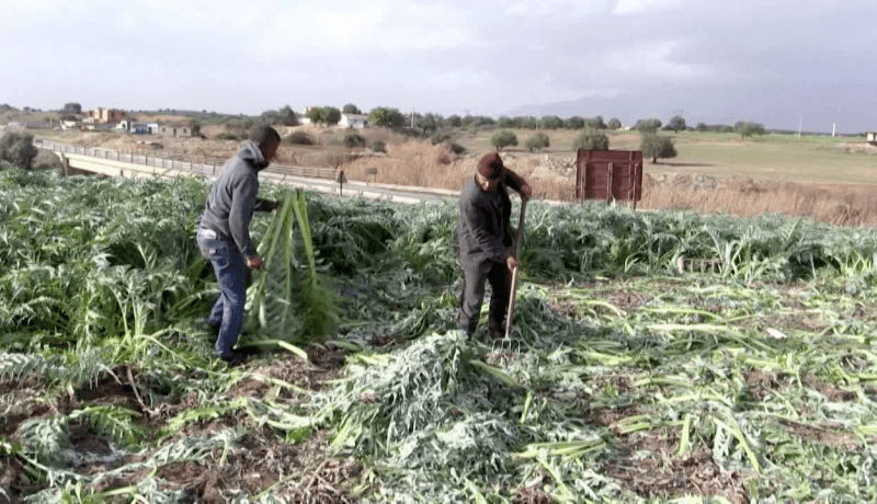 البويرة: تراجع في إنتاج “الخرشف” بمنطقة واد زيان بسبب نقص الدعم