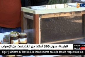 البويرة: إنتاج وفير لمادة العسل ومربو النحل يشتكون من مشكل التسويق