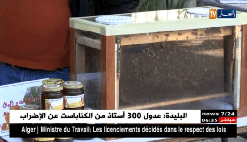 البويرة: إنتاج وفير لمادة العسل ومربو النحل يشتكون من مشكل التسويق