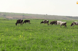 غليزان: لزرق لعجاج.. من مربي أبقار بسيط إلى عنصر فعال في شعبة إنتاج الحليب
