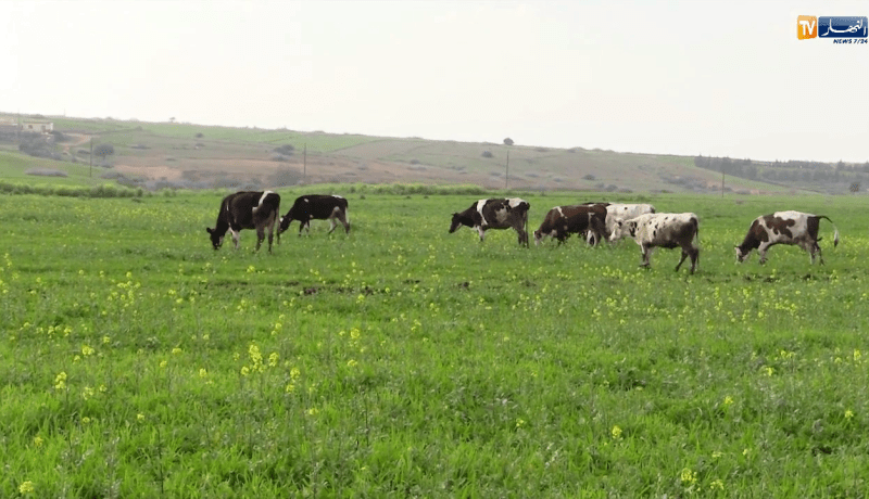 غليزان: لزرق لعجاج.. من مربي أبقار بسيط إلى عنصر فعال في شعبة إنتاج الحليب