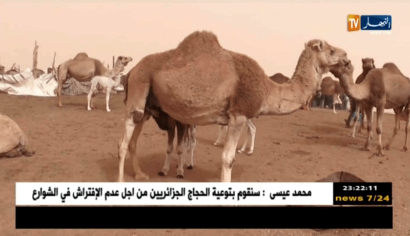 البيض: بعثة أوروبية لتقييم قطاع تربية الإبل تحل بالولاية