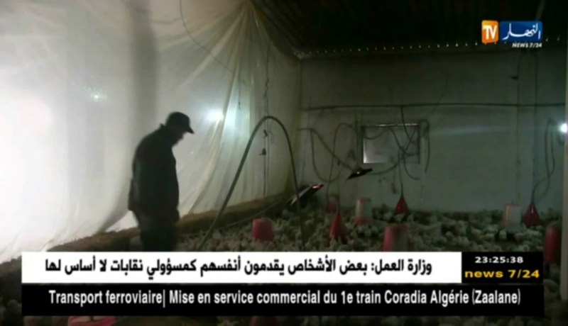 قالمة: مربو الدواجن يناشدون السلطات للتدخل ودعم مشاريعهم ببوشقوف