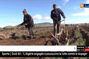 سيدي بلعباس: زراعة أشجار الكروم.. رهان حقيقي لتغطية السوق المحلية