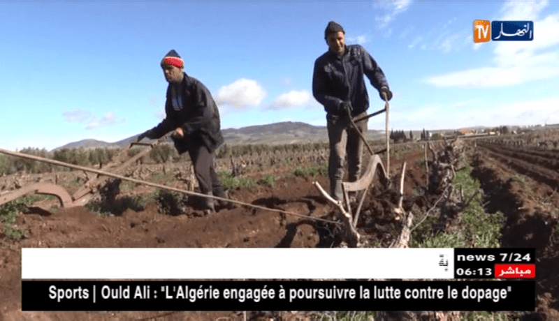 سيدي بلعباس: زراعة أشجار الكروم.. رهان حقيقي لتغطية السوق المحلية