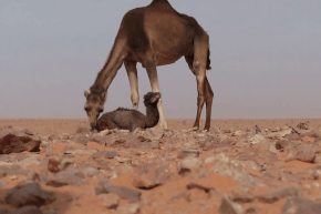 ورقلة: الكلاب الضالة تهدد ثروة الإبل بمنطقة زوايل