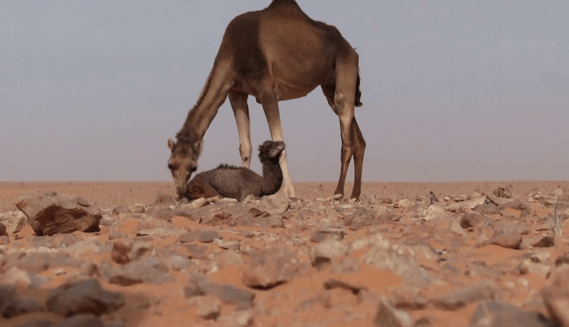 ورقلة: الكلاب الضالة تهدد ثروة الإبل بمنطقة زوايل