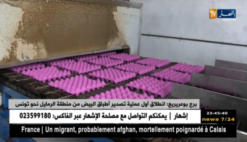 برج بوعريريج: إنطلاق أول عملية تصدير أطباق البيض من منطقة الرمايل نحو تونس