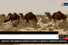 الوادي: فلاحون يستبشرون خيرا بالأمطار المتساقطة وآخرون ينتظرون مزيدا من الدعم