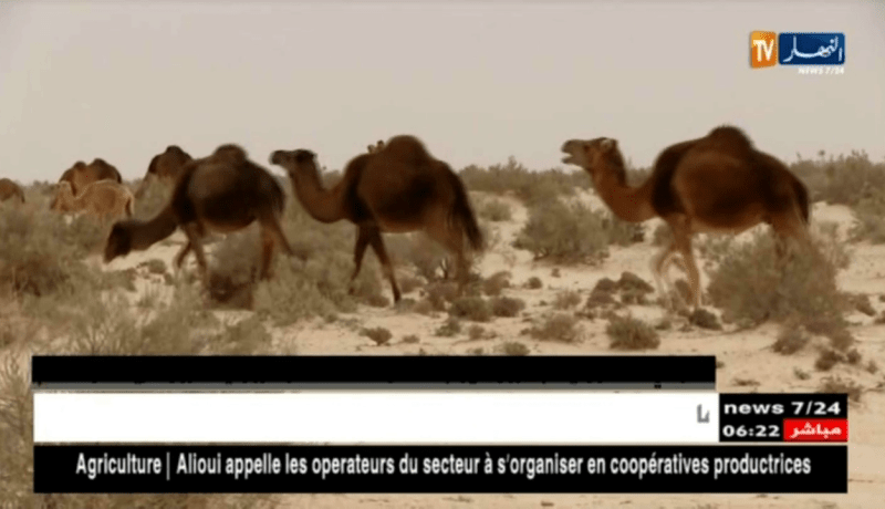 الوادي: فلاحون يستبشرون خيرا بالأمطار المتساقطة وآخرون ينتظرون مزيدا من الدعم