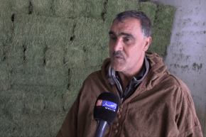 أم البواقي: مربو المواشي يستعملون علف الصفصفة البديل للحد من إرتفاع أسعار الشعير