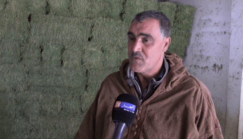 أم البواقي: مربو المواشي يستعملون علف الصفصفة البديل للحد من إرتفاع أسعار الشعير