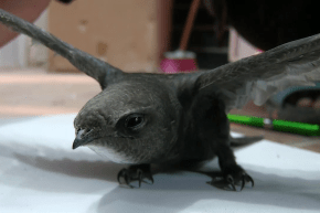 ورقلة: العثور على طائر الأبابيل النادر ببلدية الرويسات