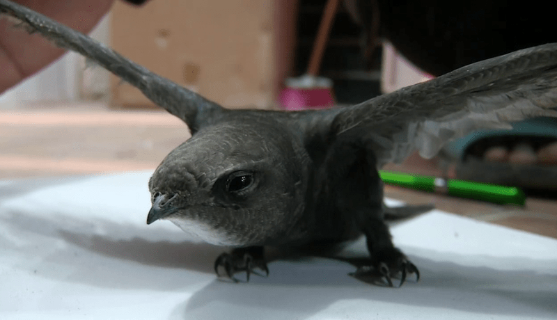 ورقلة: العثور على طائر الأبابيل النادر ببلدية الرويسات