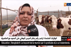 تبسة: سلاف.. مثال المرأة الريفية صاحبة المشروع الناجح في تربية الأبقار الحلوب
