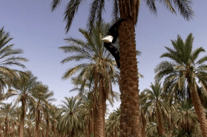 الوادي: متسلق النخيل.. مهنة تقليدية تصارع لأجل البقاء