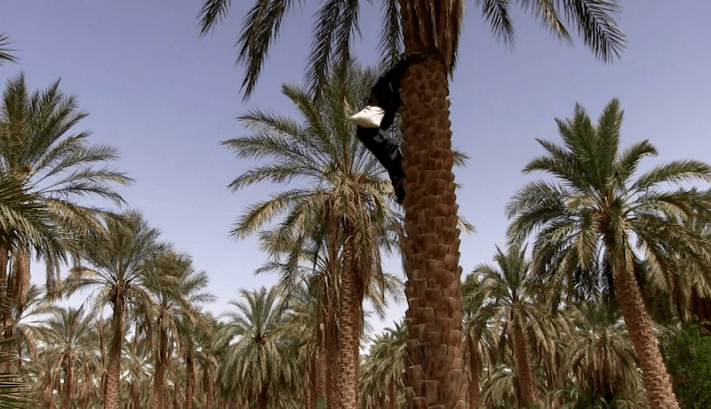 الوادي: متسلق النخيل.. مهنة تقليدية تصارع لأجل البقاء