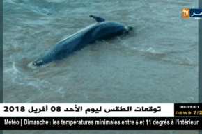 الطارف: نفوق دلفين بسواحل بلدية بريحان