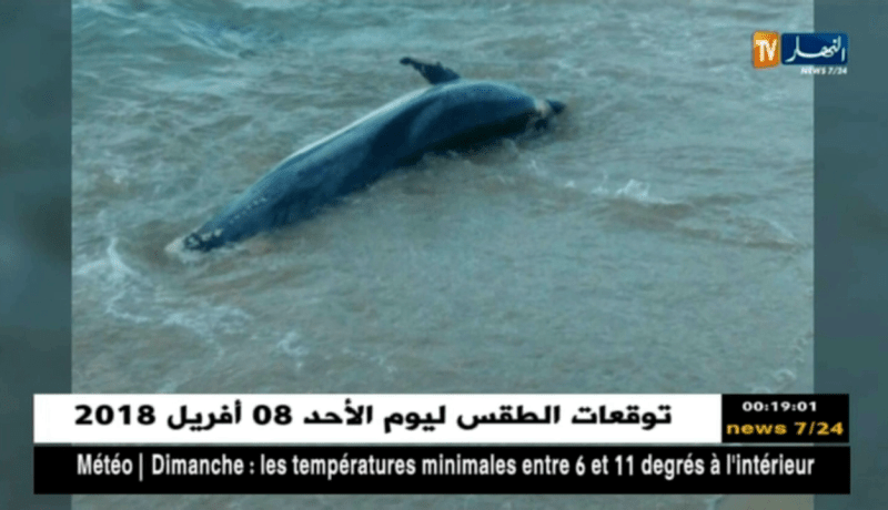 الطارف: نفوق دلفين بسواحل بلدية بريحان