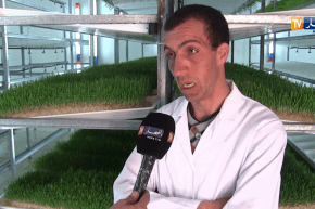 الجلفة: إستنبات الشعير بدون تربة.. تقنية حديثة لإنتاج علف عالي الجودة للمواشي