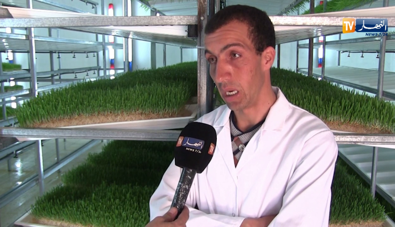 الجلفة: إستنبات الشعير بدون تربة.. تقنية حديثة لإنتاج علف عالي الجودة للمواشي