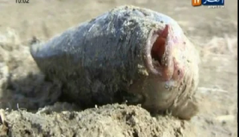 وفاة الاسماك بسبب بقع بيضاء في ام بواقي