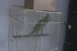 ببغاء يقرأ سورة الإخلاص ويرددها