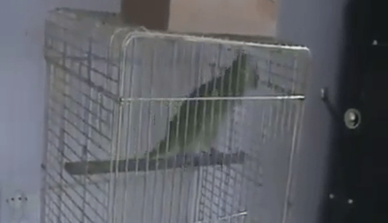 ببغاء يقرأ سورة الإخلاص ويرددها