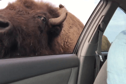 جاموس يهاجم سيارة لسرقة الأكل