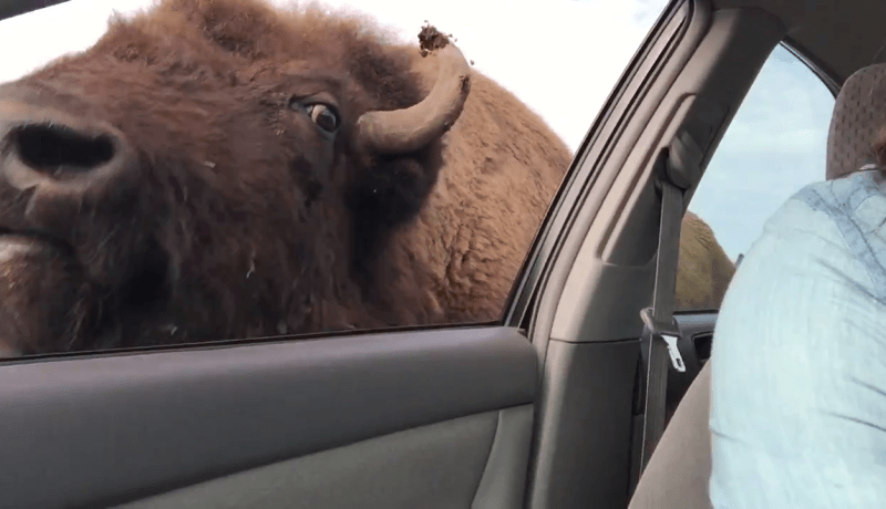 جاموس يهاجم سيارة لسرقة الأكل