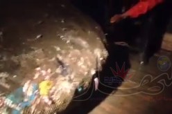 فيديو خطير صيادون يجدون بشباكهم النفايات والأسماك في نفس الوقت