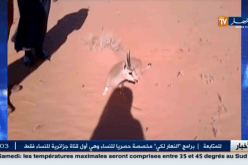 بالفيديو خليجيون يعذبون غزال في الصحراء الجزائرية