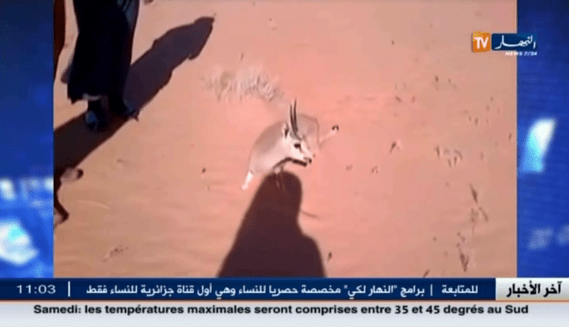 بالفيديو خليجيون يعذبون غزال في الصحراء الجزائرية