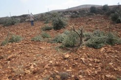 مستوطنون يقتلعون حوالى 140 شجرة زيتون في الضفة الغربية