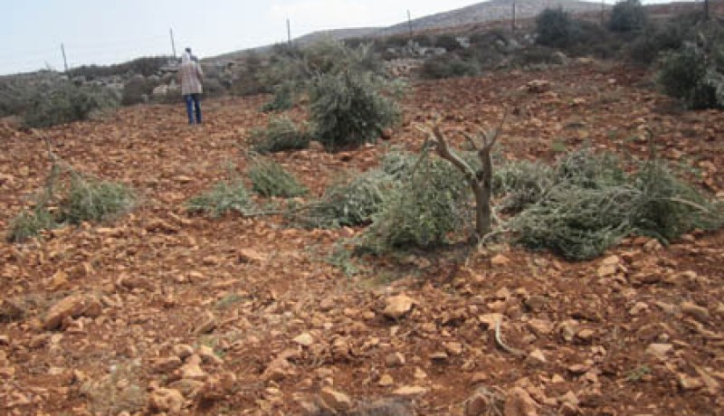 مستوطنون يقتلعون حوالى 140 شجرة زيتون في الضفة الغربية