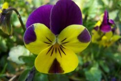 وقفــــــــــــــــــــــــــــــــــــــــــــــــــــــة