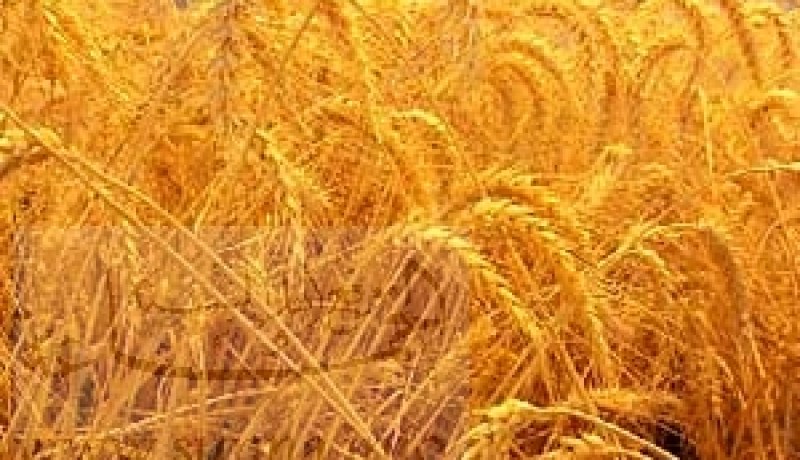أكثر من 2,54 مليار دج لشراء محصول الحبوب من الفلاحين بباتنة