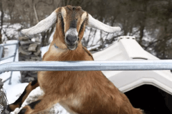 انتخاب الماعز “لينكولن” ليصبح رئيس بلدية أميركية