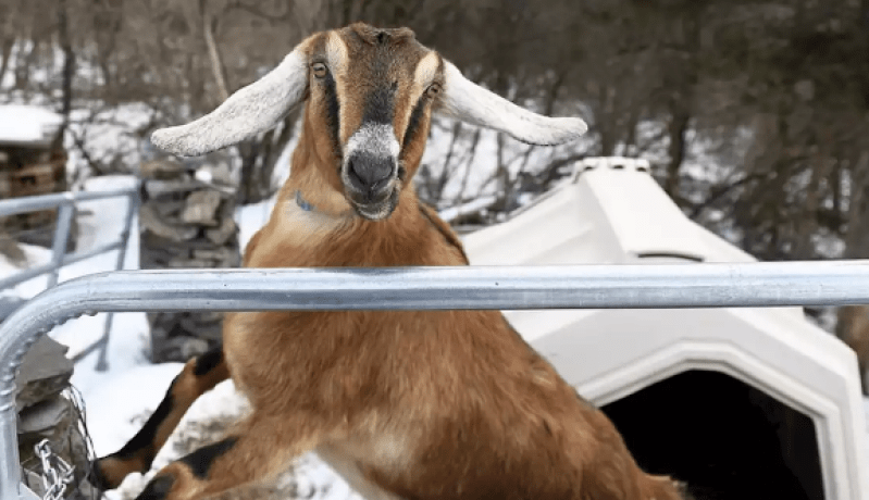 انتخاب الماعز “لينكولن” ليصبح رئيس بلدية أميركية