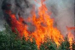 الحرائق تتلف 200 هكتار من الغابات بغليزان