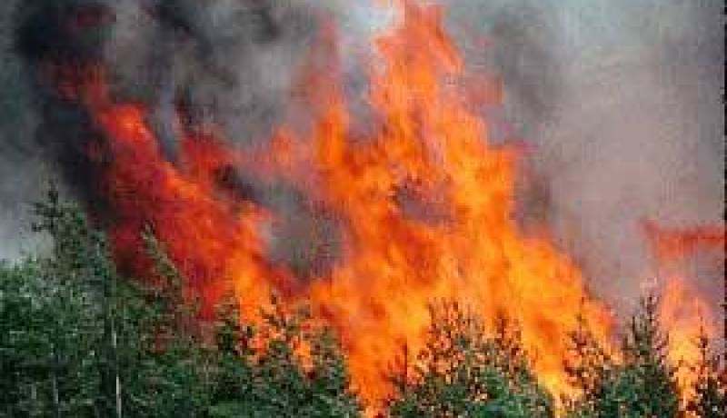 الحرائق تتلف 200 هكتار من الغابات بغليزان