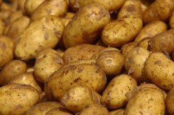 البطاطا بـ50 دينارا للكيلوغرام بداية من هذا الأسبوع