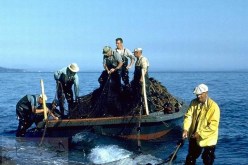 أربعة صيادين من أرزيو بوهران في عداد المفقودين