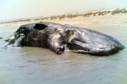 العثور على  حوت من نوع العنبر كاشالو بأحد شواطئ القل بولاية سكيكدة